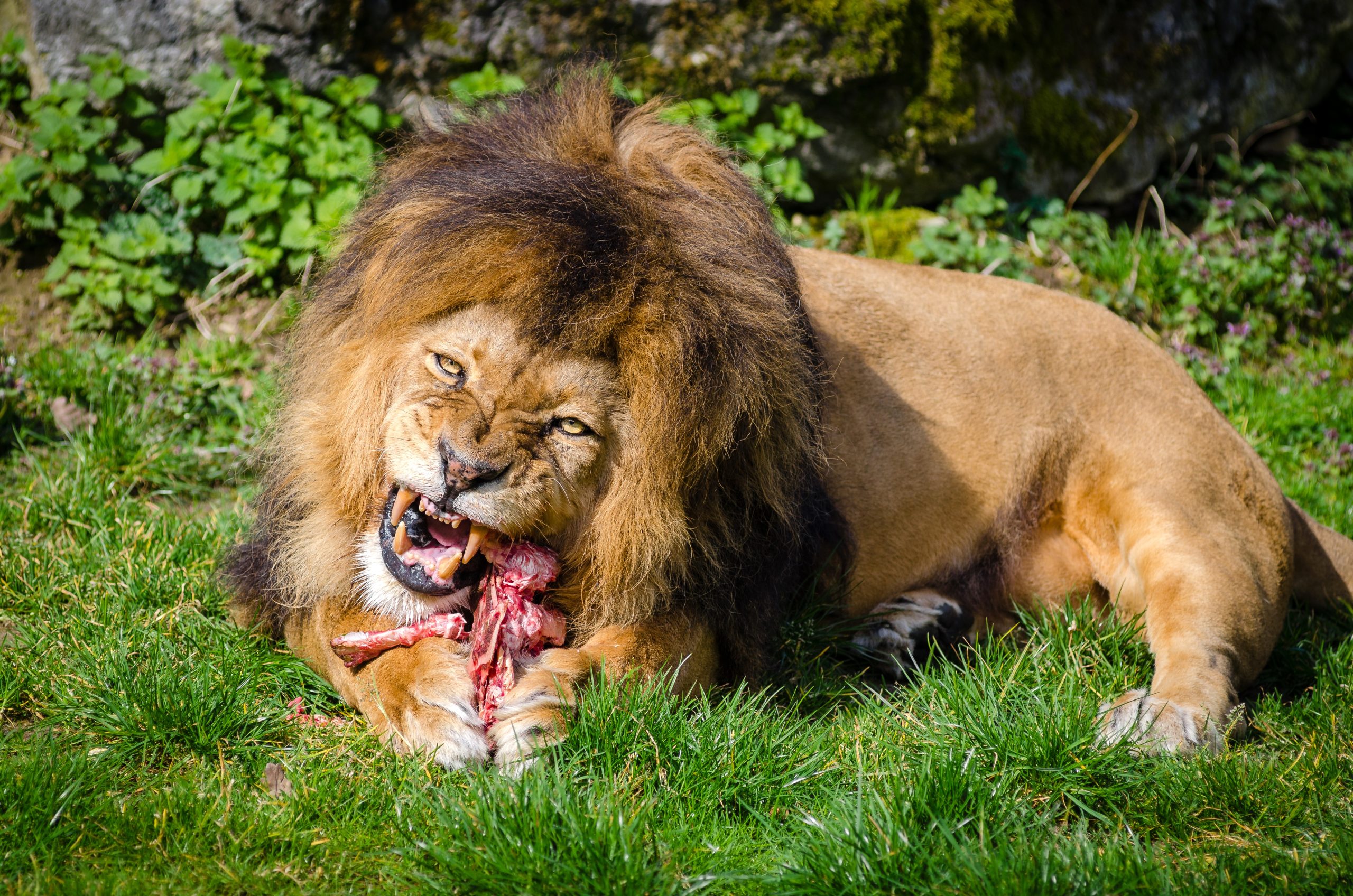 Science Says Meat Is Not Meant for Human Consumption