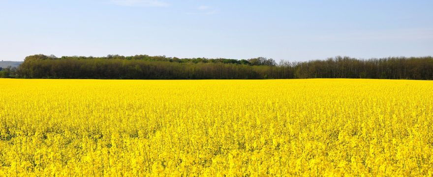 Why You Should Avoid Canola Oil
