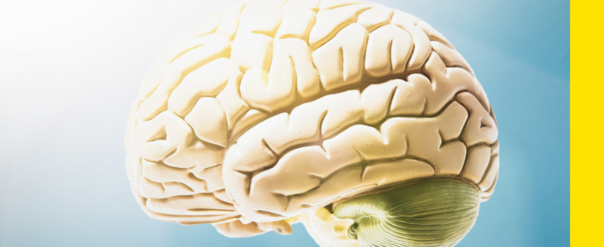 How to Calm and Rewire the Amygdala